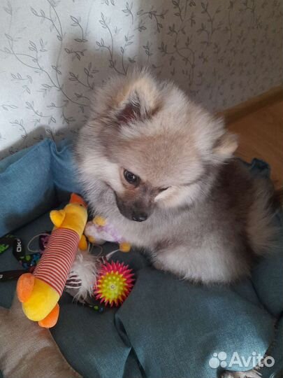 Померанский шпиц мини