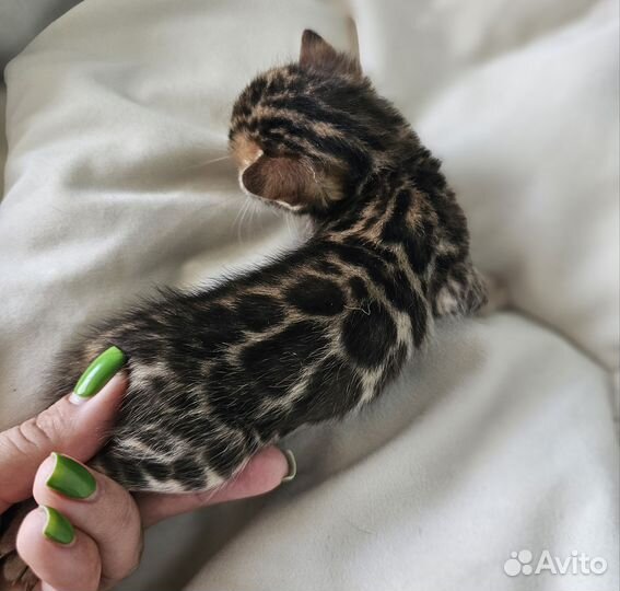 Бенгальская девочка