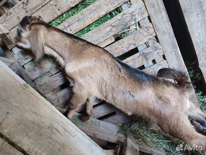 Козлята чешские нубийские