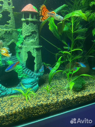 Рыбки синий неон