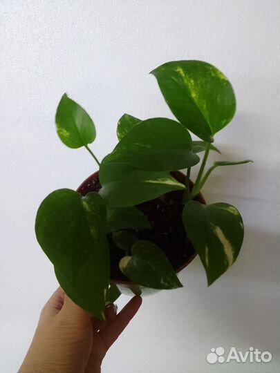 Сциндапсус