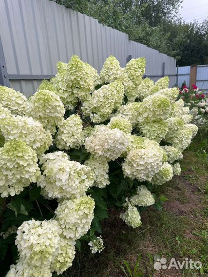 Гортензии метельчатые