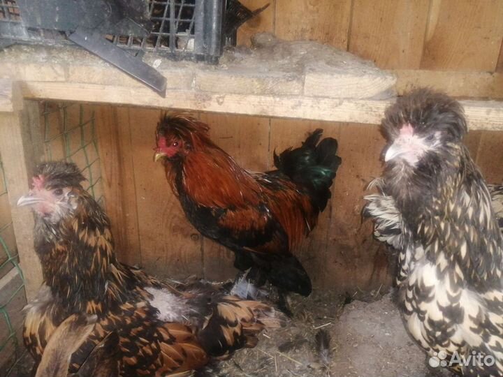 Домашняя птица