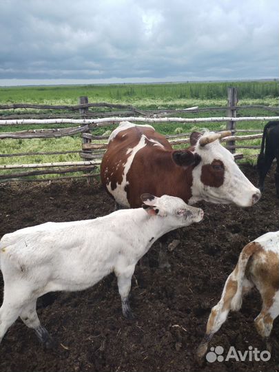 Продам все вопросы по телефону