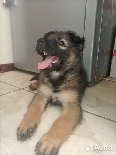 Милашка-щенок в добрые руки, 5 мес