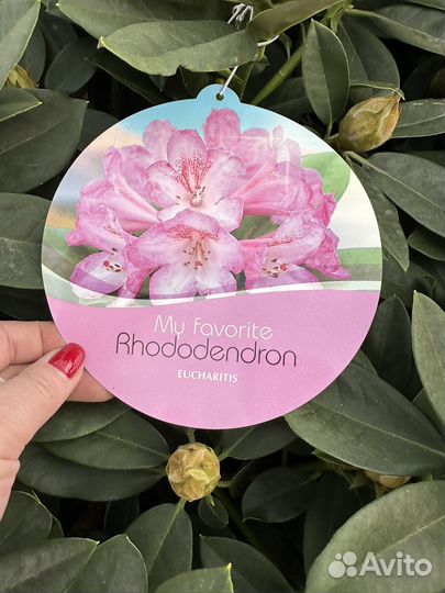 Рододендрон