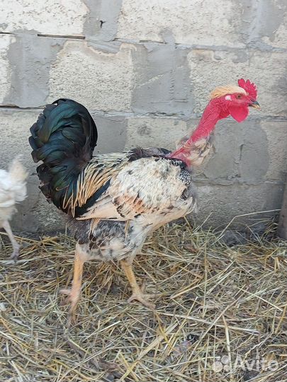 Петух голошейка