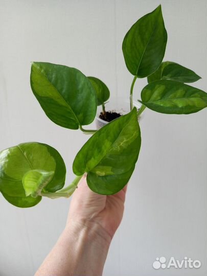 Монстера, эпипремнум,маранта,дримиопсис