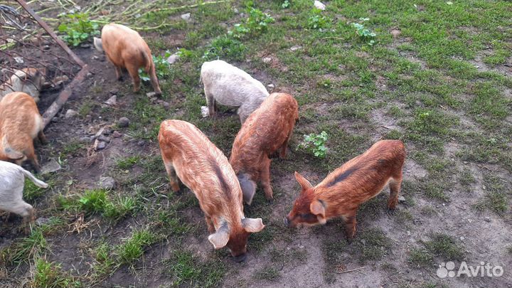 Поросята мангалица