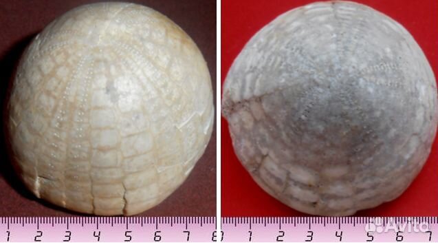 Окаменелые морские ежи и их иглы