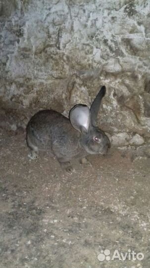 Фландр (ризен) Французский Баран