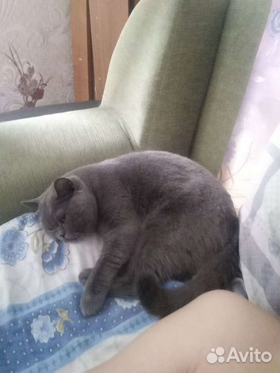 Кот для вязки,британец, 5 лет, домашний
