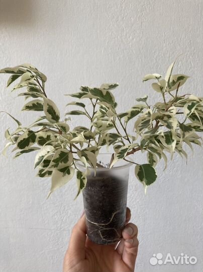 Отростки комнатных растений