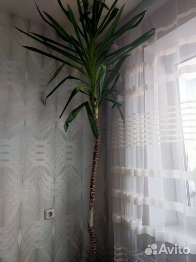Комнатные цветы пальма