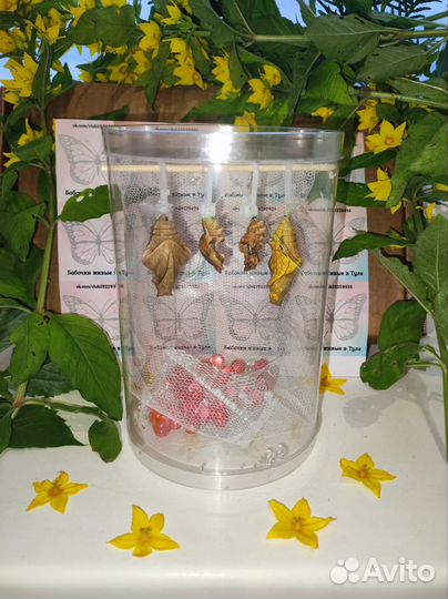 Ферма бабочек