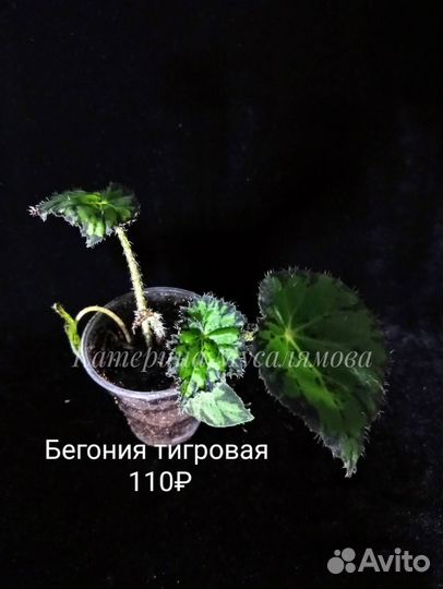 Декоративные бегонии