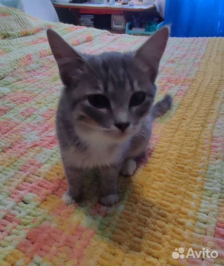 Котенок в добрые руки