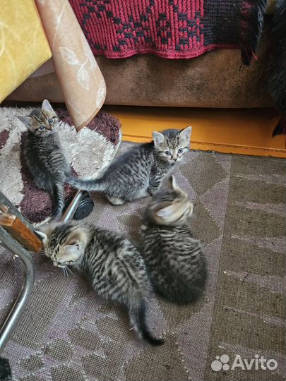 Кошка в дар бесплатно