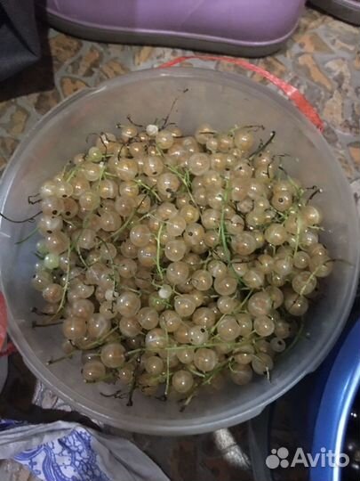 Красная смородина, белая