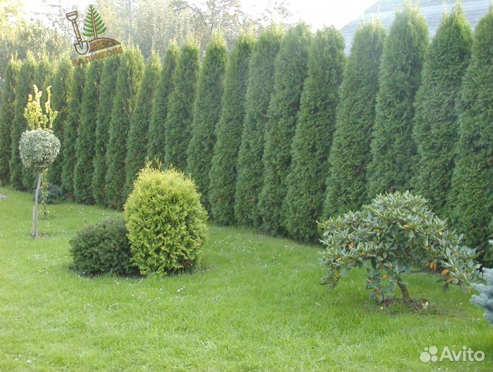 Туя брабант 210 см