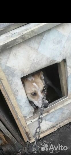 Собака в добрые руки с будкой