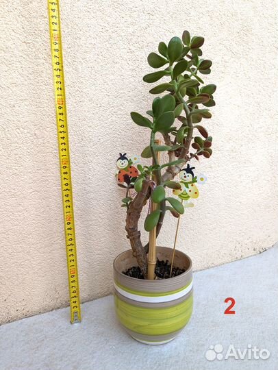 Крассула толстянка