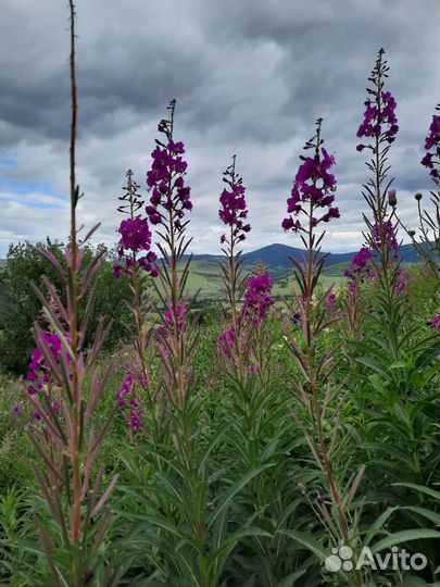 Травы корни чай с Гор Чарышского района Алтайского