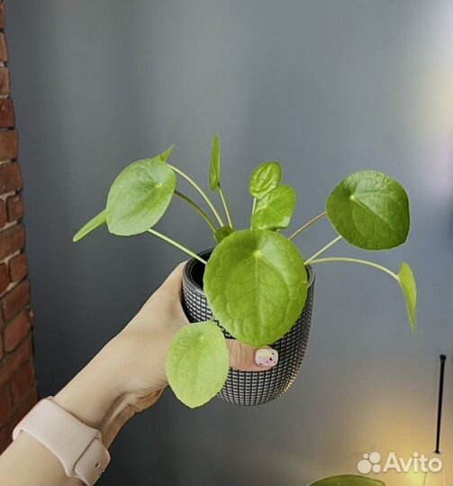 Растения все по одной цене