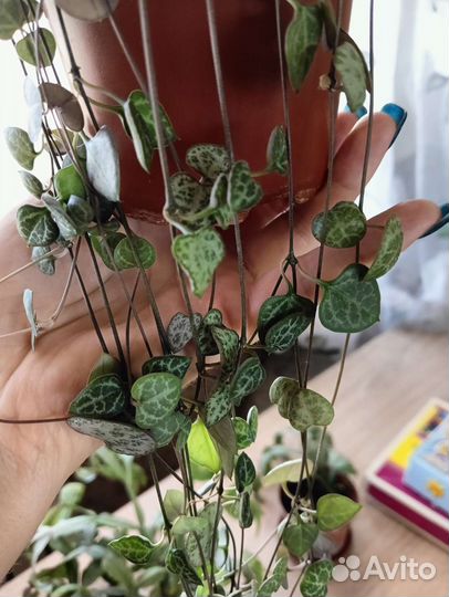 Роули Церопегия Вуда Эхеверия Замиакулькас Малочай