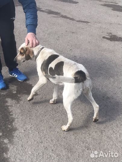 Эстонские гончие собаки