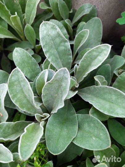 Лихнис корончатый