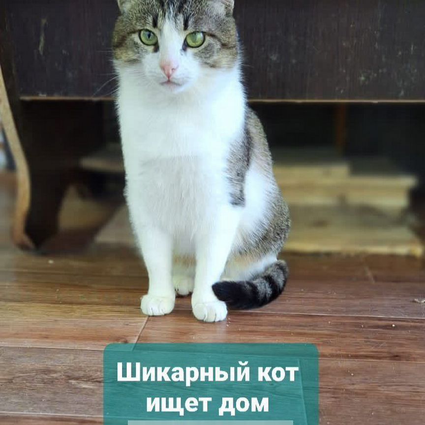 Шикарный кот