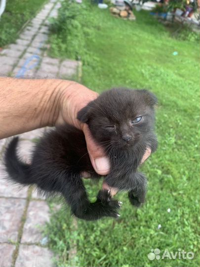 Черные Вислоухие котята