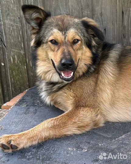 Собачка Милаша