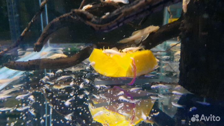 Сомики анциструсы