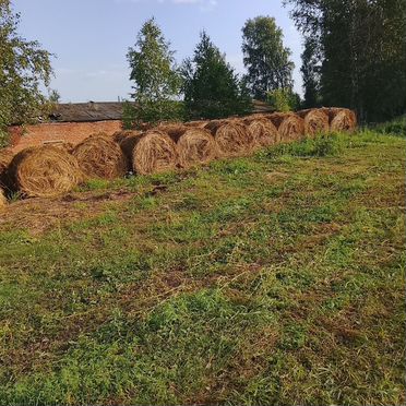 Сено в рулонах
