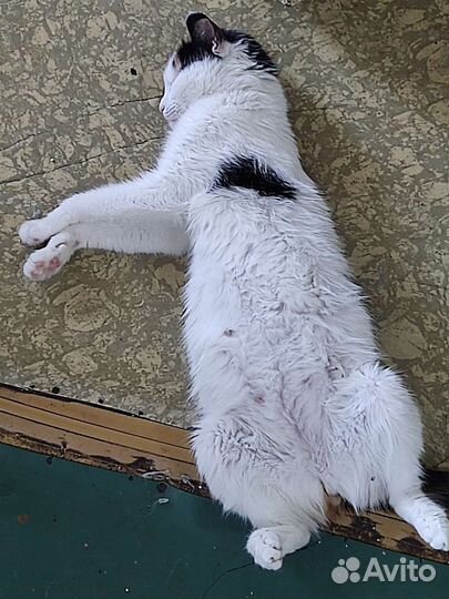 Кошка