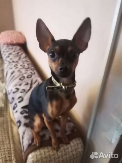 Той-терьер вязка