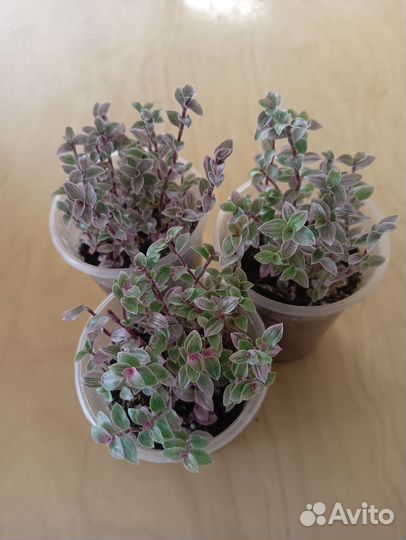 Каллизия розовая пантера