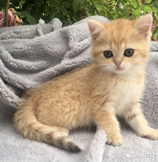 Британские котята