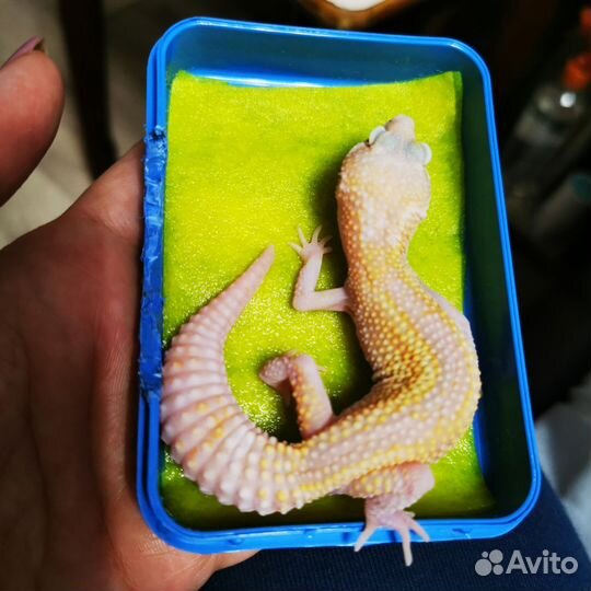 Геккон эублефар