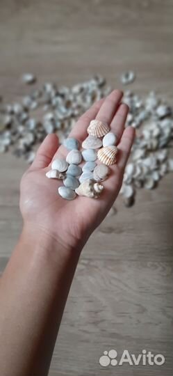 Ракушки декоративные маленькие