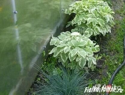 Сныть пестролистная Вариегата