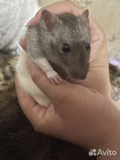 Крыса с клеткой