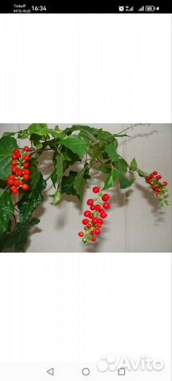 Комнатная красная смородина