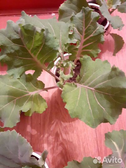 Рассада капусты декоративной