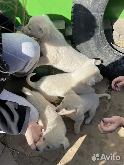 Щенок в добрые руки