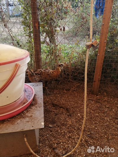 Фазаны королевские 23 г