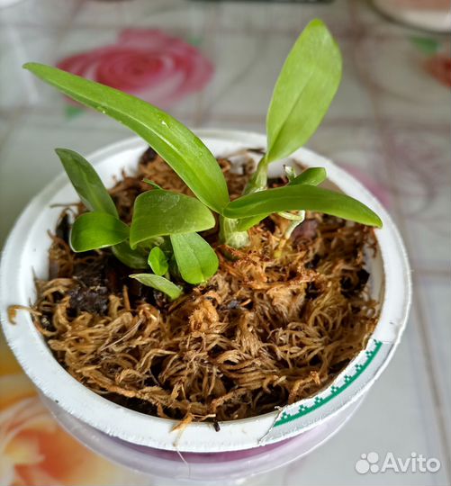 Орхидея Дендробиум нобиле