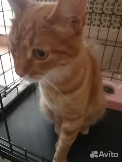 Кошка в дар